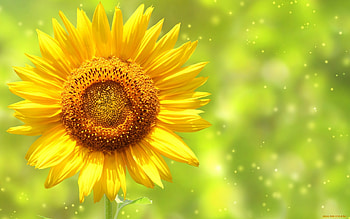 Sunflowers, Plants, Flowers, Background HD wallpaper