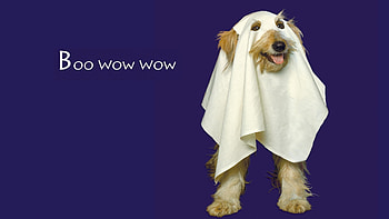 :D, caine, dog, blue, halloween, ghost, funny, card HD wallpaper