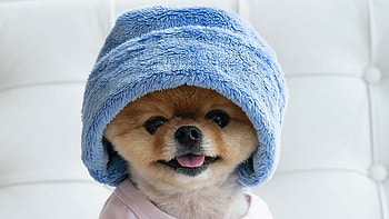 Jiffpom dog, Popular pet, Social media sensation HD wallpaper