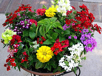 Flowers, Greens, Composition, Pots, Plant Pot HD wallpaper