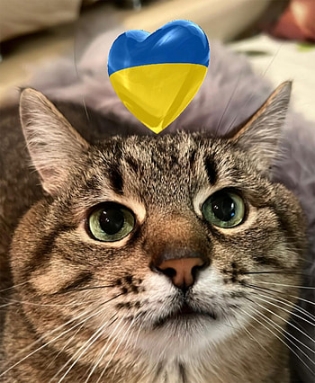 Ukrainian cat Stepan, Russian invasion, Escapes to France, War HD phone wallpaper