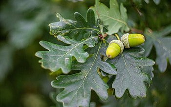 Acorns, leaves, oak, green, tree HD wallpaper