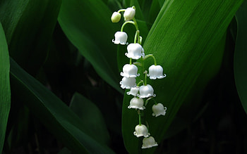 Lily Of The Valley, Flowers, Plants HD wallpaper