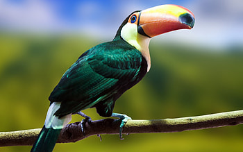 Toucan, Toucan , , High definition backgrounds HD wallpaper