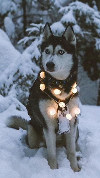 Husky Dog, Siberian Husky Dog HD phone wallpaper