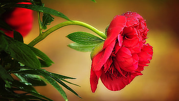 Peony, leaves, petals, blossom, red HD wallpaper