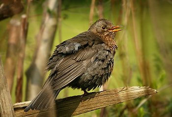 Common Blackbird, HQ , Beautiful bird species, Feathered creature HD wallpaper