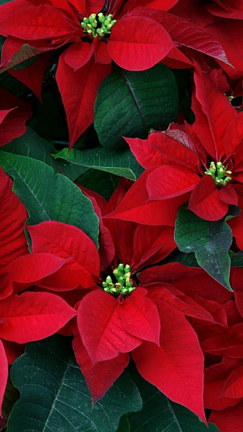 Detailed poinsettia , Christmas flowers HD phone wallpaper