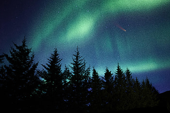 Nature, Trees, Night, Fir, Spruce, Northern Lights, Aurora Borealis HD wallpaper