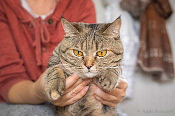 Animal, cat HD wallpaper