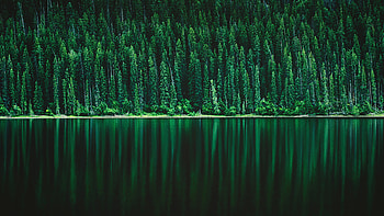 Green Pine tree Forest HD wallpaper