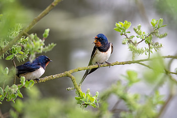 Barn Swallows — Quad Nature, Animal, swallow HD wallpaper