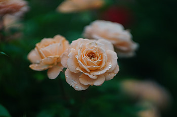 Drops, fresh, orange roses, blur HD wallpaper