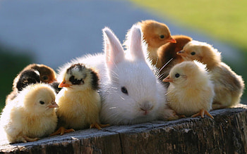 Super Cute Animals, adorable, cute, animals HD wallpaper