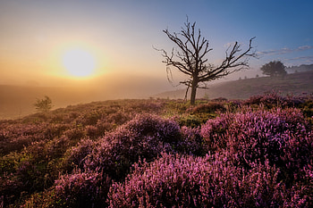 Pleasant Morning, Pleasant, Morning, Sunrise, fog, sky, tree HD wallpaper