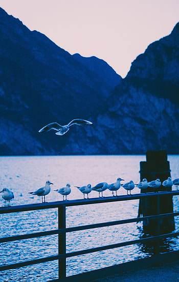 Animals, Birds, Sea, Seagulls, Shore, Bank, Handrail, Railings HD phone wallpaper