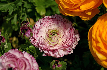 Flowers, Close-Up, Disbanded, Loose, Ranunculus, Ranunkulus HD wallpaper