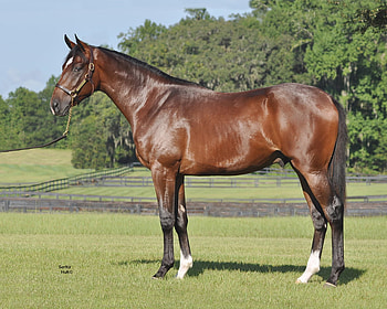 Bay Thoroughbred, english, bay, horses, thoroughbred HD wallpaper