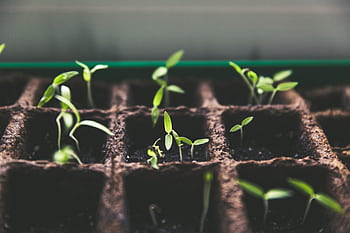 Close-up of green sprouts emerging from soil in seed trays, symbolizing growth and vitality. HD wallpaper