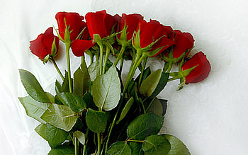 Flowers, Roses, Lie, To Lie Down, Bouquet, Tablecloth HD wallpaper
