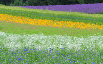 Nature, Flowers, Grass, Summer, Field HD wallpaper