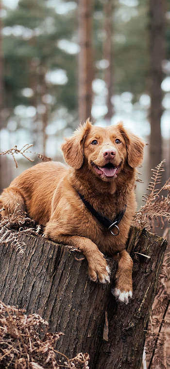 Dog, best dogs, friendly pets, beloved HD phone wallpaper
