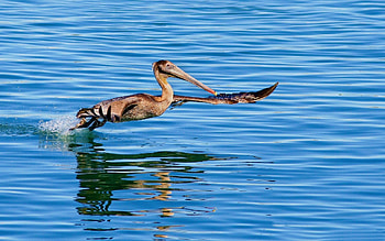 Animals, Water, Sea, Bird, Flight, To Swim, Swim, Pelican HD wallpaper