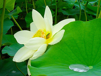 Sacred Lotus and a Tiny Frog, white, water drop, sacred, green, leaf, lotus HD wallpaper