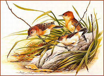 GOLDEN HEADED CYSTICOLA, pair, grass, log, young HD wallpaper