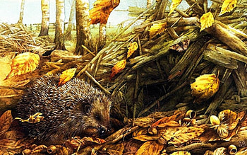 cute hedgehog, hedgehog, leaf, burrow, forest HD wallpaper