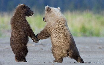 Animals, Bears, Young, Couple, Pair, Stroll, Cubs HD wallpaper