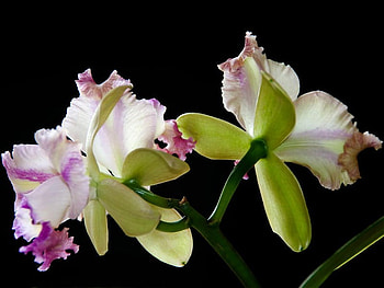 orchid, purple, white, tropical HD wallpaper