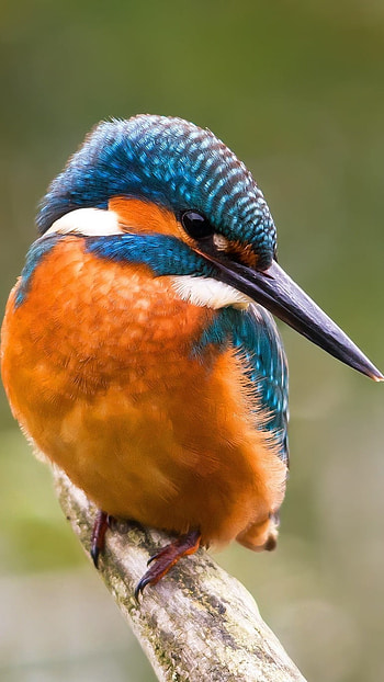Glaucous, Kingfisher Bird HD phone wallpaper