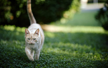 Animals, Nature, Grass, Cat, Stroll HD wallpaper
