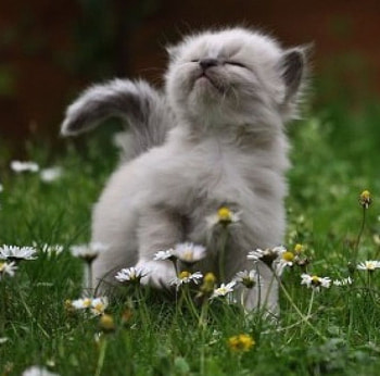 joying in the garden...., cats, garden, kitty, animals HD wallpaper