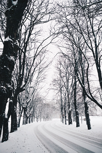Winter, Nature, Trees, Snow, Road, Turn HD phone wallpaper