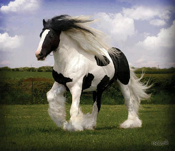 Home on the range, Born , Beautiful Horse, s as the Wind, Running Wild HD wallpaper