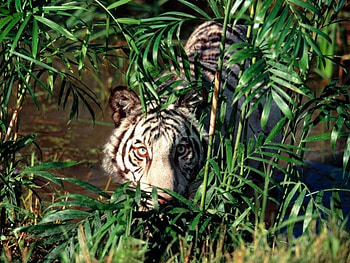 tiger peeking, animal, beautiful, nature, tiger HD wallpaper