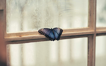 Butterfly Sitting Window , butterfly, window HD wallpaper