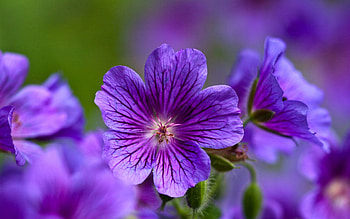 Flowers, Violet, Macro, Petals, Close-Up HD wallpaper