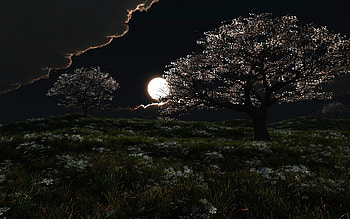 Landscape, Trees, Night HD wallpaper