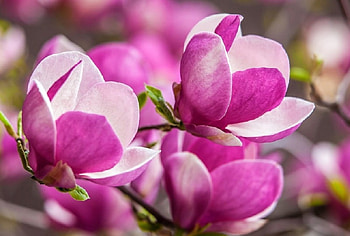 Magnolia flowers, nature, flowers, Magnolia, spring HD wallpaper