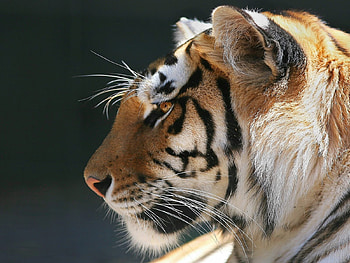 Animals, Tigers HD wallpaper