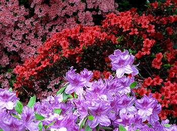 Flowers, Bright, Multicolored, Motley, Bloom, Flowering, Azalea HD wallpaper