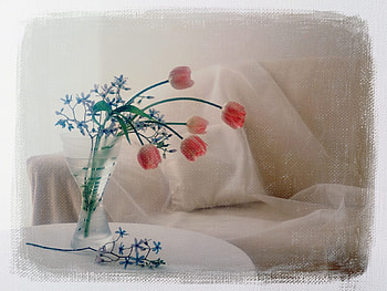 Plants, Flowers, Tulips HD wallpaper