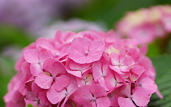 Pink, Drops, Flower, Macro, Cap, Dew, Hydrangea, Inflorescence HD wallpaper