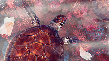 ultra, Sea turtle HD wallpaper