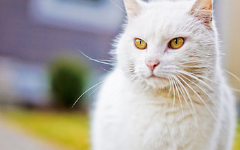 Animals, Cat, Muzzle, Sight, Opinion HD wallpaper