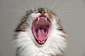 Close-up of a yawning cat showcasing open mouth, fangs, and whiskers, exuding a cute and amusing vibe. HD wallpaper