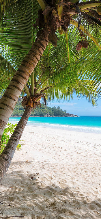 Palm trees, beach, sea, tropical, summer 11 Pro, Summer Beach Plus HD phone wallpaper